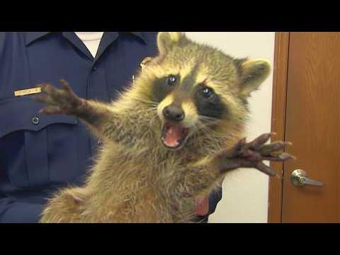 Mischievous Raccoons Being Absolutely Ridiculous! #Video