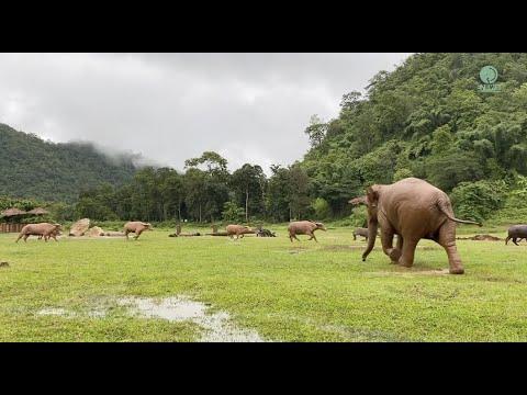 Elephant Chasing The Buffaloes Who Run In Their Territory - ElephantNews #Video