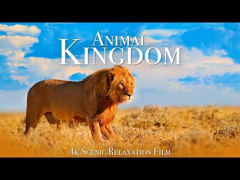 Animal Kingdom 4K - Scenic Wildlife Film With Calming Music #Video