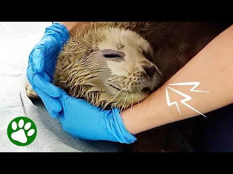 Vocal Little Seal Pup Rescued From Beach #Video