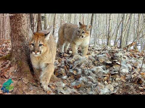 First footage ever of a cougar with kittens in Minnesota