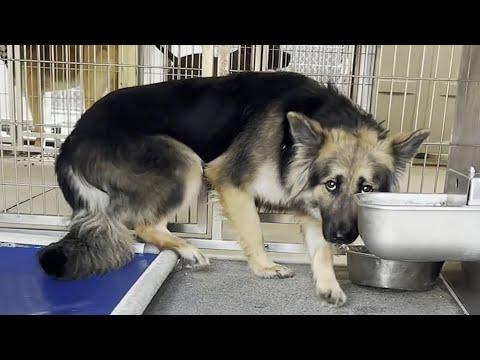 Terrified dog's heartwarming response to love #Video