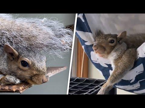 Woman saves a squirrel's life. Now he refuses to leave her home. #Video