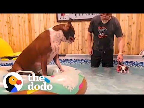 Dog Teaches His Little Sister How To Swim #Video