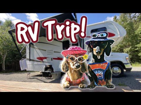 The Dogs Go On a RV CAMPING TRIP! Crusoe the Dachshund #Video