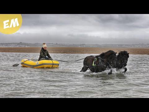 Black Stallions go Boating Video. Emma Massingale