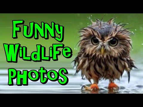 Funny Wildlife Photography To Melt Your Heart #Video