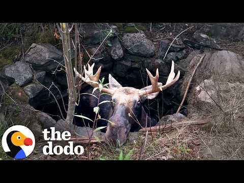 Moose Who Fell In A Well Gets... #Video
