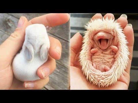 AWW SO CUTE! Cutest baby animals Videos Compilation Cute moment of the Animals - Cutest Animals #6