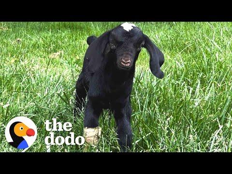 Tiny Goat Makes A Little Pig BFF #Video