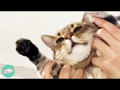 Rescue Cat with Disney Movie Face Learns to Trust Humans #Video