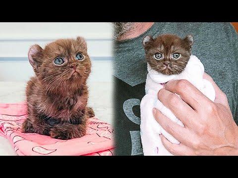No One Wanted This Shelter Kitten, But a Kind Couple Turned The Kitten's Life #Video