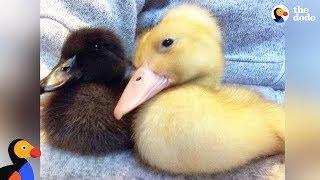 Rescued Duck Sisters Get Their Own Little House | The Dodo