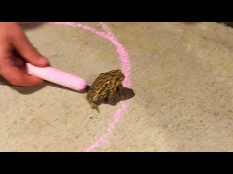 Frog Refuses to Leave Circle. Your Daily Dose Of Internet. #Video