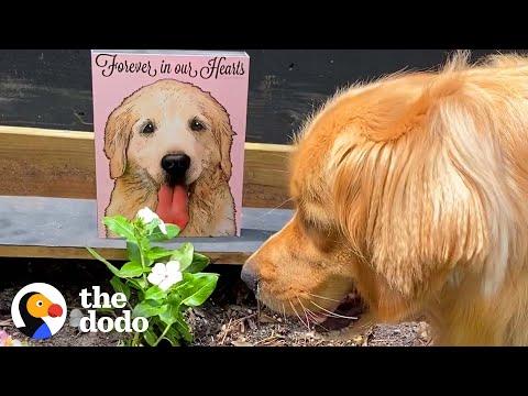 Golden Retriever Does Sweetest Thing To Honor His Big Sis #Video