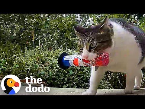 Cat Keeps Stealing Things From The Neighbors #Video