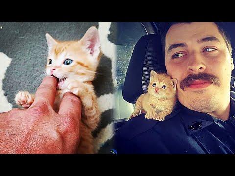 Cop Rescues Stray Kitten And Now They’re Fighting Crimes Together #Video