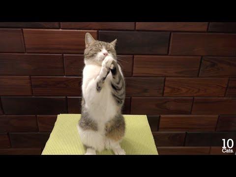 10 Cute Cats Begging For Food