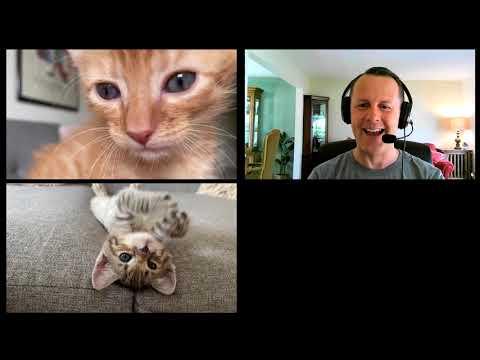 FURst Impressions Video: hilarious zoom call with kittens