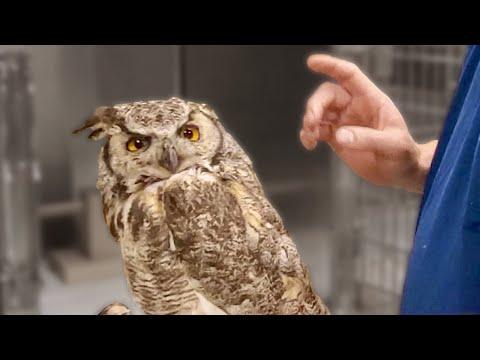 This Owl is Broken. Your Daily Dose Of Internet.  #Video