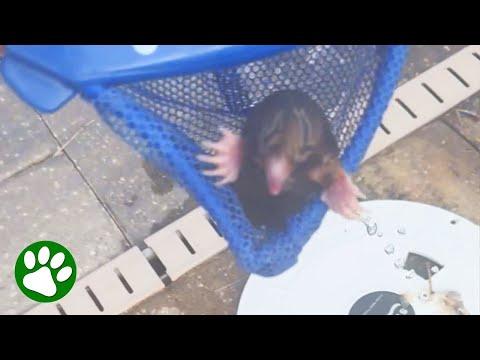 Kind father saves tiny creature from pool vent #Video