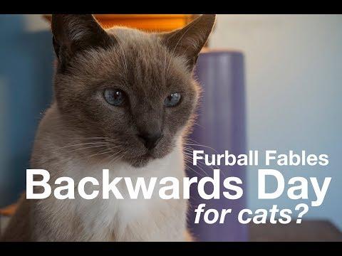 Cats Observe National #BackwardsDay 2019