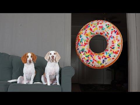 Dogs vs Giant Donut Prank: Funny Dogs Maymo, Potpie & Penny
