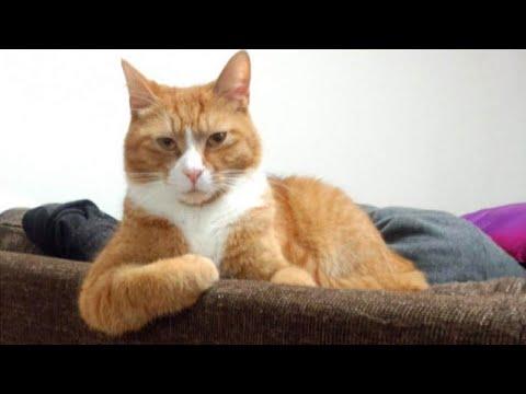 Funny Orange CATS with two braincells you will remember and LAUGH all day! #Video