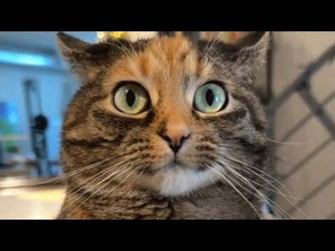 Family brings home a cat. Now she says the sweetest word to mom. #Video