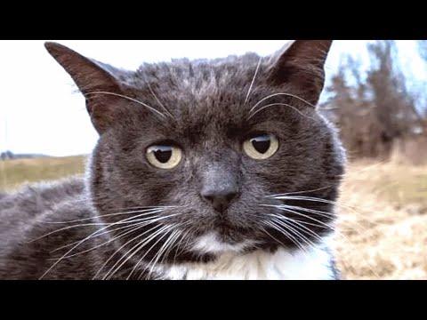 This cat was given up twice. Then someone gave her another chance. #Video