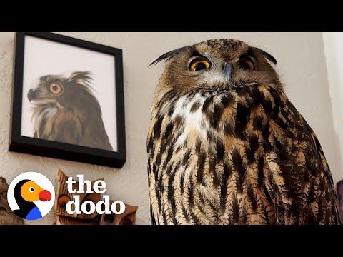 Baby Owl Goes Everywhere With Her Family #Video