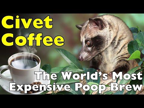 From Droppings to Delicacy: How Civet Coffee Is Made #Video