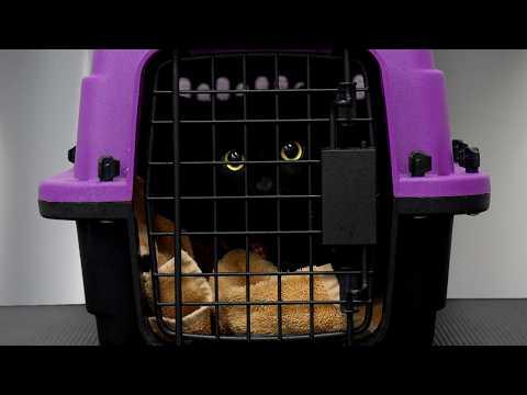 I Stared Into The Void...It Was A Cat #Video