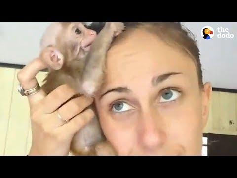Baby Monkey Won't Let Go Of His Rescuer | The Dodo