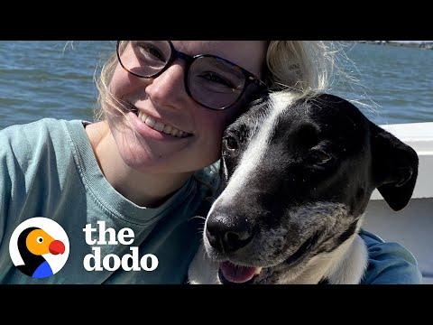 Woman Takes Lost Dog On Her Birthday Trip #Video