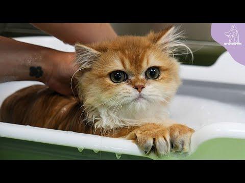 A Very Stinky Distinguished Gentleman | Adorable British Longhair Kitten #Video