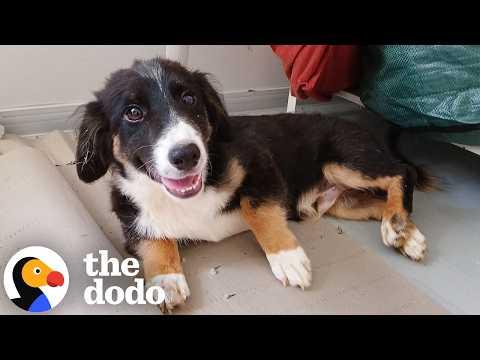 Puppy Gets Second Chance At Life After Being Abandoned In An Empty Building #Video