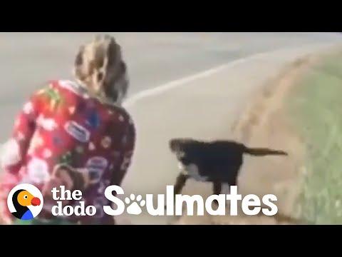 Dog Runs In Front Of Car And This Woman Knows It's Fate. Video.