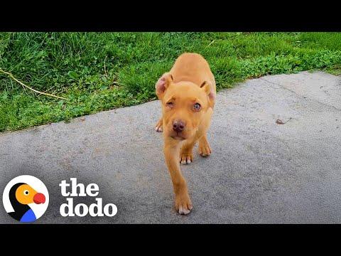 Family Goes Out For Breakfast And Comes Home With A Puppy #Video