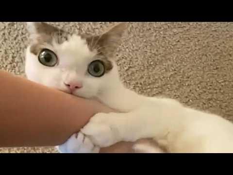 Tears as cat orphaned 2 years ago still seeks mom's comfort #Video