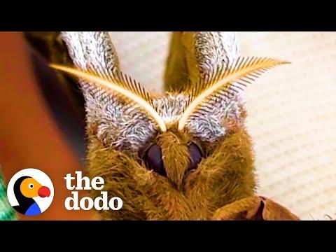 Moth Befriends Woman and Chooses Her To Take Care Of Her Babies #Video