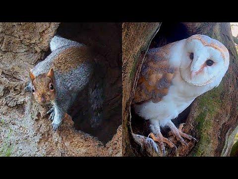 Barn Owl Chases off Squirrel | Gylfie & Dryer | Robert E Fuller #Video