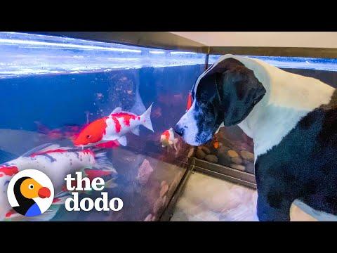 Great Dane Watches Over His Koi Fish All Day Long #Video