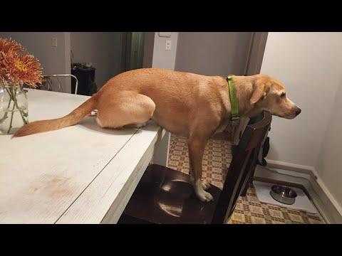 When your dog has only one brain cell | Funny Dog Videos 2025