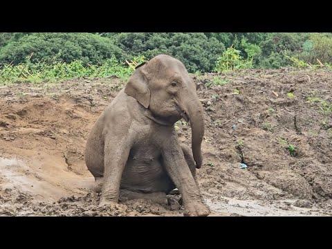 To sleep, to dream - ElephantNews #Video