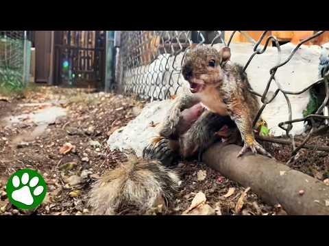 Woman saves squirrel stuck in fence #Video