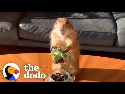 Prairie Dog Loves Working From Home With Dad #Video