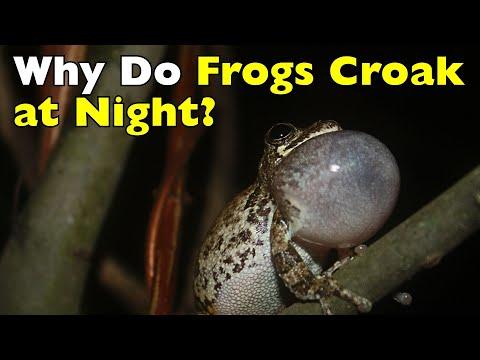 Why Frogs Suddenly Get So Loud at Night #Video