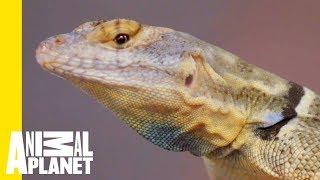 Everything You Need To Know About The Baja Blue Rock Lizard | Scaled