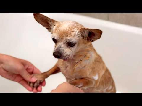 Taking home unwanted old dog #Video